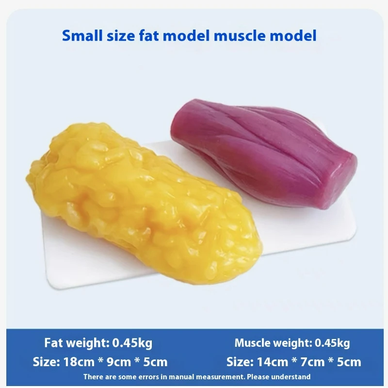 Human Muscle and Fat Replicas  - Nutrition Fitness And Health 评论和价格