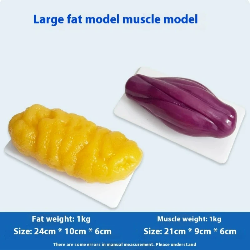 Human Muscle and Fat Replicas  - Nutrition Fitness And Health 评论和价格